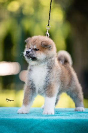 Wunderschöne Akita Inu Welpen