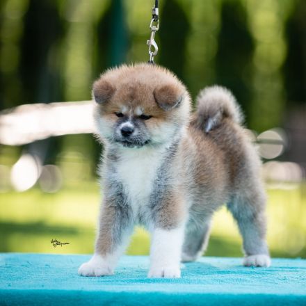 Wunderschöne Akita Inu Welpen