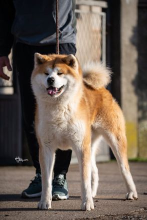 Wunderschöne Akita Inu Welpen