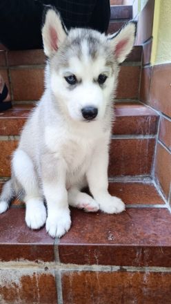 Reinrassige Sibirian Husky Welpen zu verkaufen