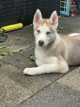 Reinrassige Sibirian Husky Welpen zu verkaufen