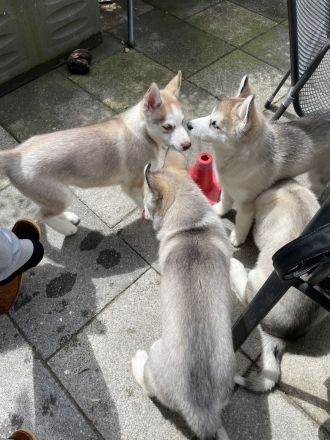 Reinrassige Sibirian Husky Welpen zu verkaufen