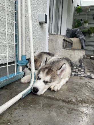 Reinrassige Sibirian Husky Welpen zu verkaufen