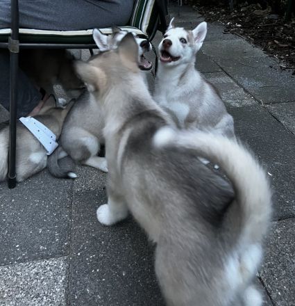 Reinrassige Sibirian Husky Welpen zu verkaufen