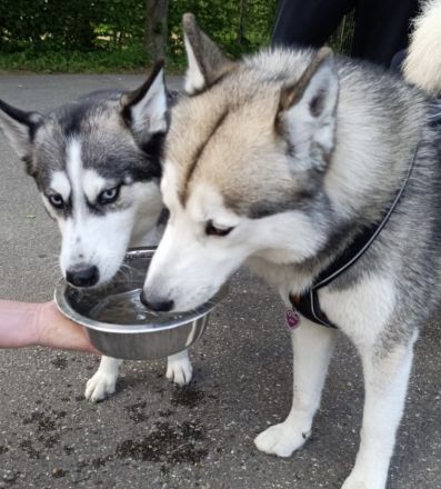 Reinrassige Sibirian Husky Welpen zu verkaufen