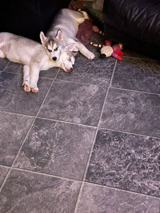 Reinrassige Sibirian Husky Welpen zu verkaufen