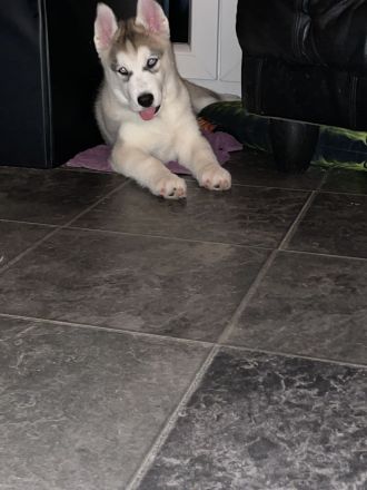 Reinrassige Sibirian Husky Welpen zu verkaufen