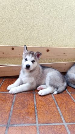 Reinrassige Sibirian Husky Welpen zu verkaufen