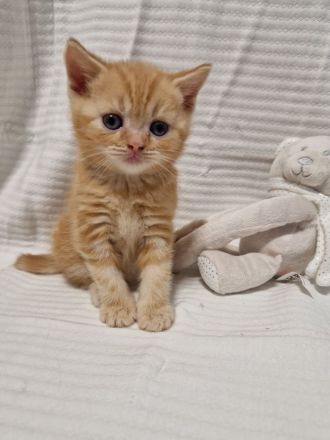 BKH Kitten