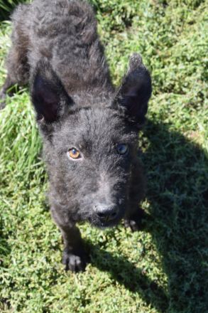 Oliver, freundlicher, lustiger, lebensfroher, aktiver Hundejunge will noch mächtig viel Spaß haben