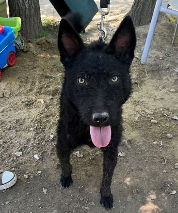 Oliver, freundlicher, lustiger, lebensfroher, aktiver Hundejunge will noch mächtig viel Spaß haben