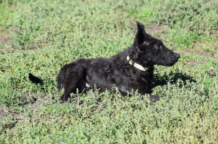 Oliver, freundlicher, lustiger, lebensfroher, aktiver Hundejunge will noch mächtig viel Spaß haben