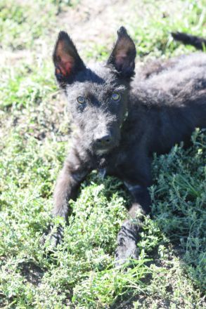 Oliver, freundlicher, lustiger, lebensfroher, aktiver Hundejunge will noch mächtig viel Spaß haben