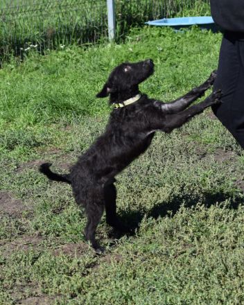 Oliver, freundlicher, lustiger, lebensfroher, aktiver Hundejunge will noch mächtig viel Spaß haben