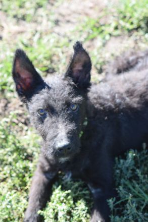 Oliver, freundlicher, lustiger, lebensfroher, aktiver Hundejunge will noch mächtig viel Spaß haben