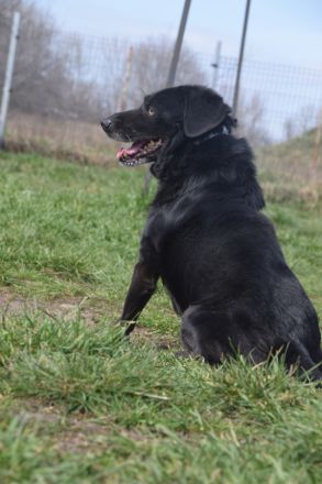 Poldi, freundlicher, ruhiger Senior, Einzelprinz, sucht schönes Zuhause