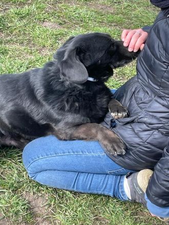 Poldi, freundlicher, ruhiger Senior, Einzelprinz, sucht schönes Zuhause
