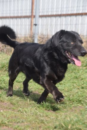 Poldi, freundlicher, ruhiger Senior, Einzelprinz, sucht schönes Zuhause