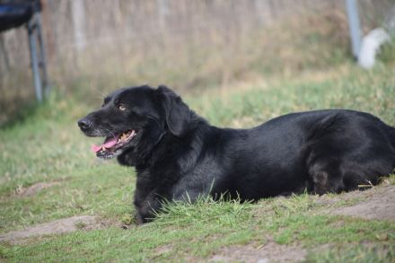 Poldi, freundlicher, ruhiger Senior, Einzelprinz, sucht schönes Zuhause
