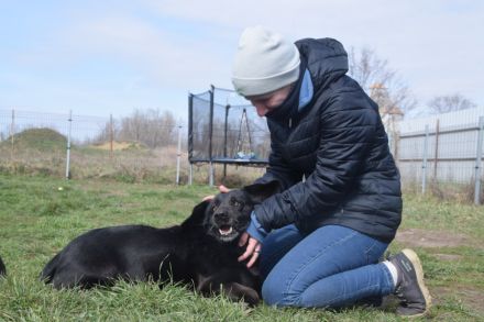 Poldi, freundlicher, ruhiger Senior, Einzelprinz, sucht schönes Zuhause