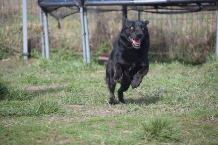Poldi, freundlicher, ruhiger Senior, Einzelprinz, sucht schönes Zuhause