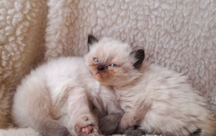 BKH kitten suchen zuhause