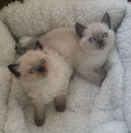 BKH kitten suchen zuhause