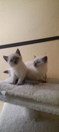 BKH kitten suchen zuhause