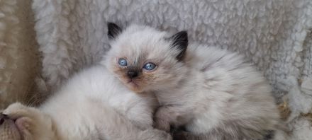 BKH kitten suchen zuhause