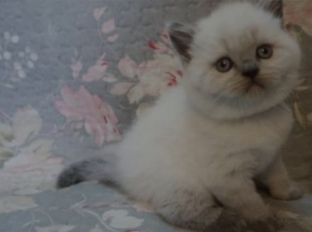 BKH kitten suchen zuhause