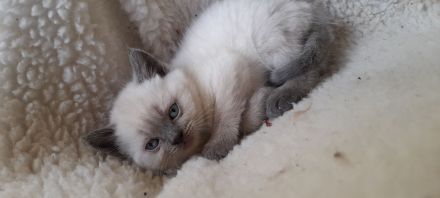 BKH kitten suchen zuhause