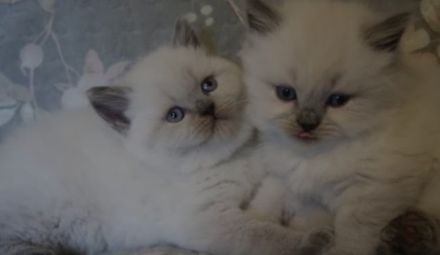 BKH kitten suchen zuhause