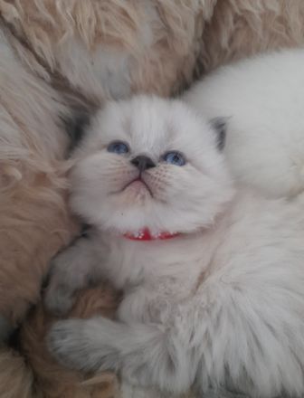 BKH kitten suchen zuhause