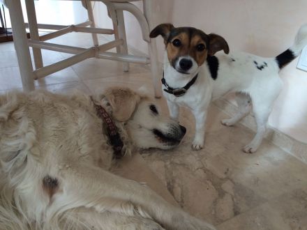 Hunderesidenz betreut ihren 4-Beiner