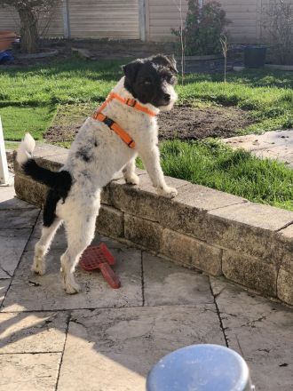 Hunderesidenz betreut ihren 4-Beiner