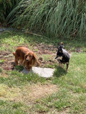 Hunderesidenz betreut ihren 4-Beiner