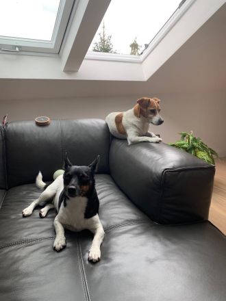 Hunderesidenz betreut ihren 4-Beiner