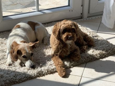 Hunderesidenz betreut ihren 4-Beiner