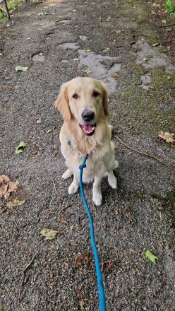 Flat Coated Retriver in Gelb Deckrüde
