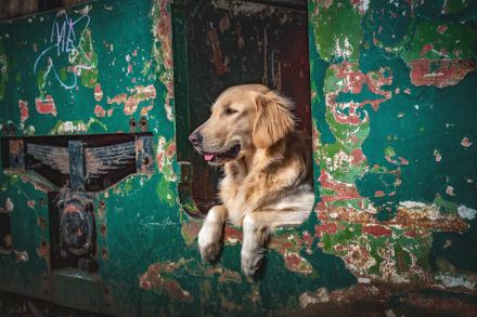 Flat Coated Retriver in Gelb Deckrüde