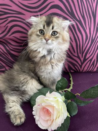 Süße Blh Kätzchen weiblich