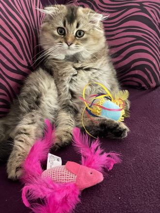 Süße Blh Kätzchen weiblich