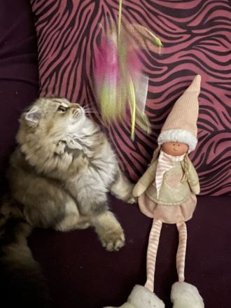 Süße Blh Kätzchen weiblich