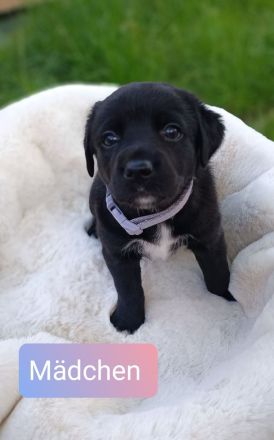 Mischling Welpen