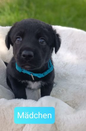 Mischling Welpen