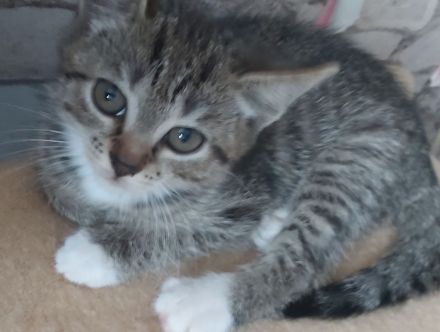 Siam/bkh kitten letzten beide Mädels suchen ihr Traum Zuhause