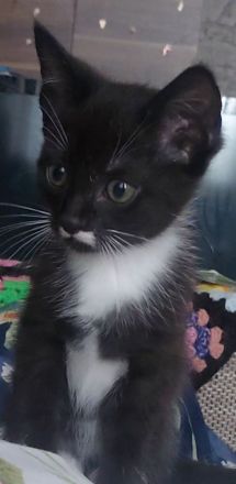 Siam/bkh kitten letzten beide Mädels suchen ihr Traum Zuhause