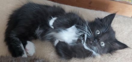 Siam/bkh kitten letzten beide Mädels suchen ihr Traum Zuhause