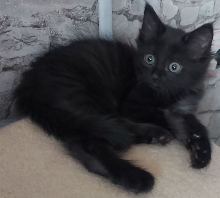 Siam/bkh kitten letzten beide Mädels suchen ihr Traum Zuhause