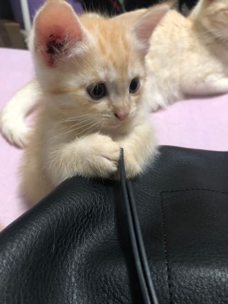 Süße Katzenbabys zu verkaufen